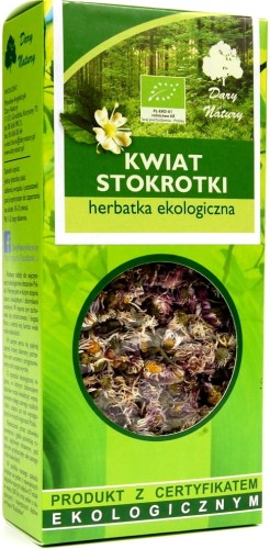 stokrotki kwiat.jpg